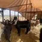 معزا عوارض
