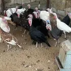 دجاج رومي