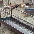 دجاج بلدي