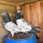 حمام بكستاني