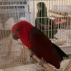 محمية الطيور المغردة