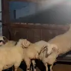 خرفان طيبات بالحيل للمناسبات