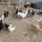 دجاج كوبرا هزاز