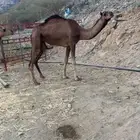 بكار حمر طيبه