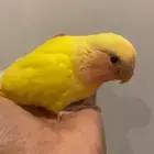 روز