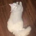 ثنين قطط