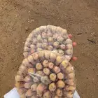 دخيخلات