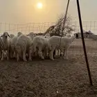 طليان