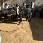 تيوس شحم الشحم عوارض كلها ماشاءالله