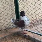 حمام كنق مودينا