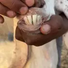عنز جرمها متبع تحتها جفرتين