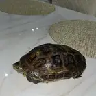 سلحفاء برماويه