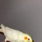 كروان لاتينو عيون حمر