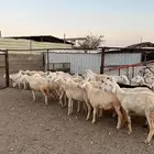 ضان متابيع