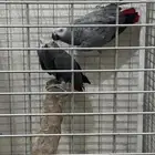 جوز كاسكو منتج سابقا