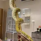 اصله بورميس هايبو
