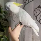 ببغاء كوكاتو سلفر تم البيع