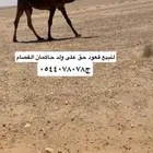 للبيع قعود مجهم حق على حكمان الفصام