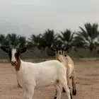 عنز وتيس
