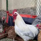 3 دجاج وديك