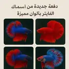 سمك فايتر الزلفي