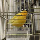 اعرض لكم طيور طير الكناري و طير درة هندي