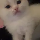 قطط