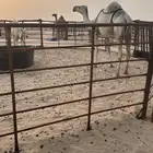 عشرا رمانيه تحتها قعود ثنوها سومها 12 الف