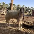 تيس