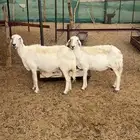 ضان للبيع