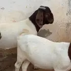 بورقوت