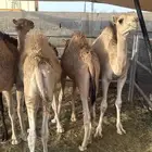 حاشي مناسبات