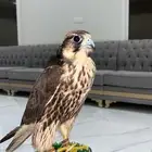 وكري طوح السودان وحش طبعه طيب السوم2700