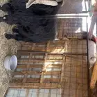 فحل عارضي للبيع