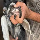 معزا عارضيات طيبات بلحيل