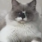 للتبني عمره سنه وشهرين