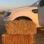 شعير سداسيي مكيس و بلك تبن