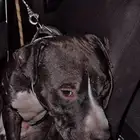 ذكر بيتبول بلاك نوز