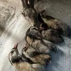 قهبي محنط