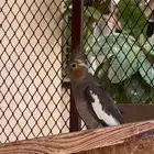 كروانات