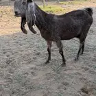 مشروكه شامي دافع