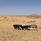 غنم نجد متابيع