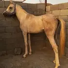 خيل شعبي