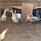 بط 5 حبات