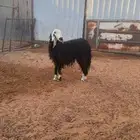 نجديه ثنيه