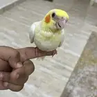 كوكتيل للبيع