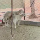 فحل حري وشاه حرية