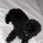 كلب بودل صغير للبيع