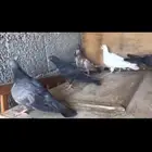 صنعاني