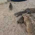 وبر بري